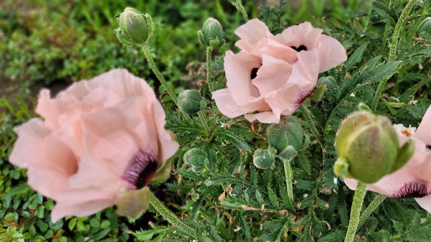 Symbolbild 3: zartrosafarbene Blüten